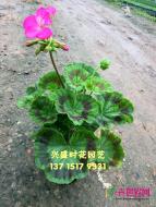 天竺葵