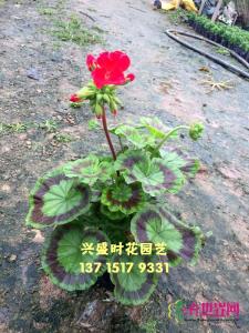 天竺葵