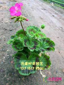 天竺葵